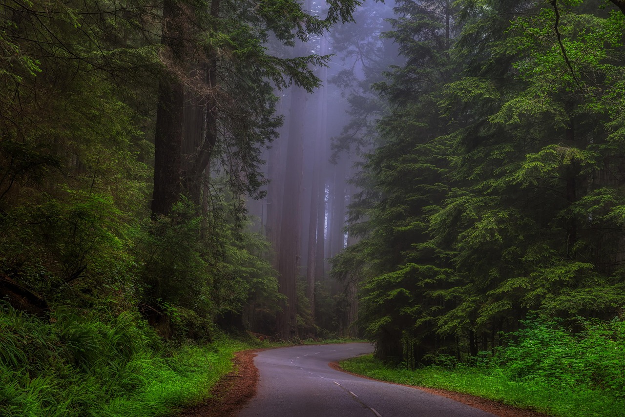 california, america, redwoods, redwood forest, tourism, sunrise, mood, fog, haze, mist, trees, woods, nature, outdoors, road, country, wilderness, beautiful, hdr, redwoods, redwoods, redwoods, redwoods, redwoods, redwood forest, redwood forest
