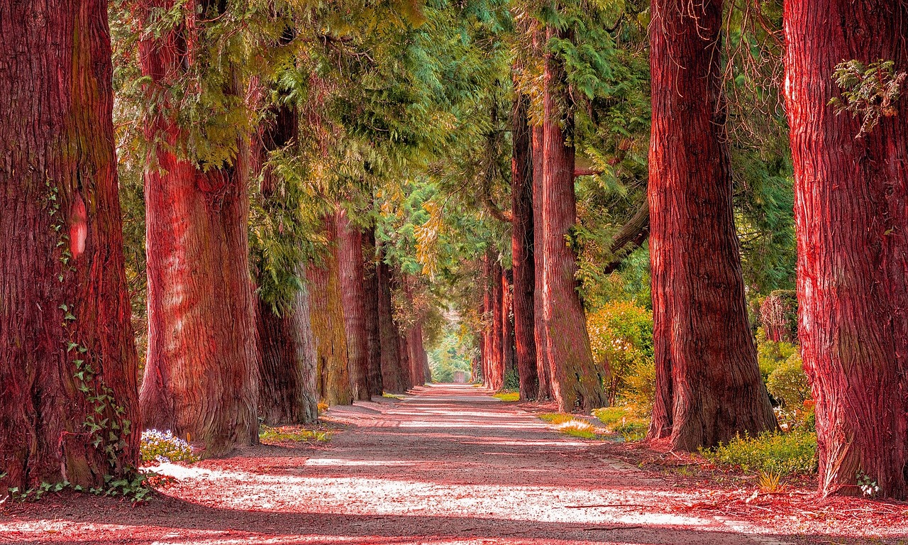 nature, trees, red forest, landscape, autumn, light, sun, evening, night, scenic, beautiful nature, nature background, path, natural, nature wallpaper, green, scenery, hd wallpaper, cool background, 2020, leaf, field, forest